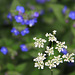 Cow Parsley