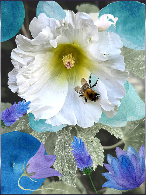 white hollyhock ❁