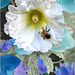 white hollyhock ❁