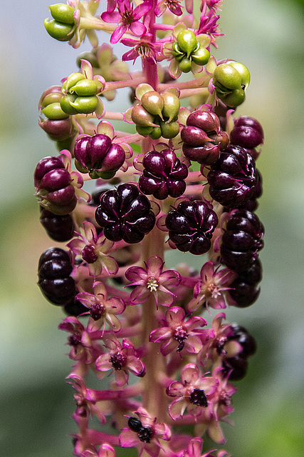 20160811 2118VRAw [D~RI] Indische Kermesbeere (Phytolacca acinosa), Rinteln