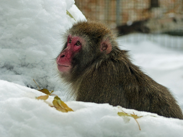 Japanese Macaque