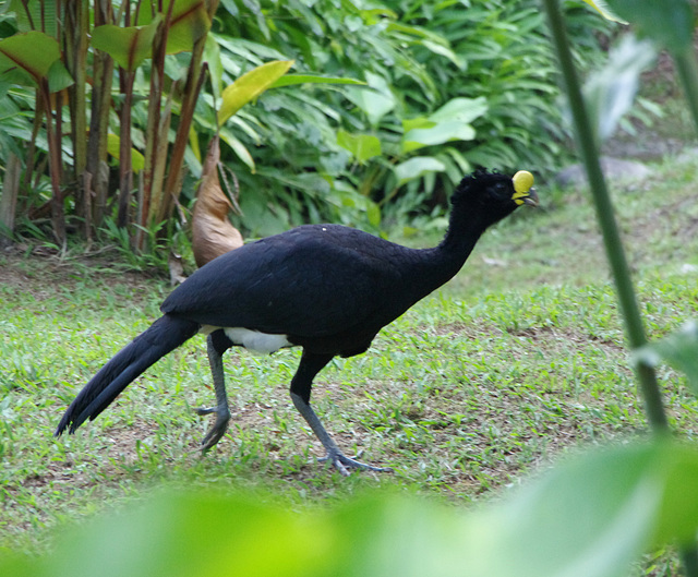 Great Curassow (male)