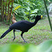 Great Curassow (male)