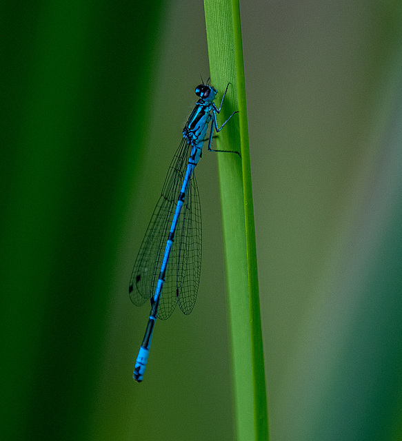 Male azure damselfly