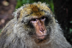 La Montagne des Singes - Macaque de Barbarie