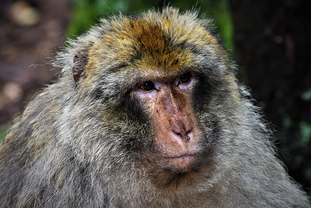 La Montagne des Singes - Macaque de Barbarie La Montagne des Singes - Macaque de Barbarie