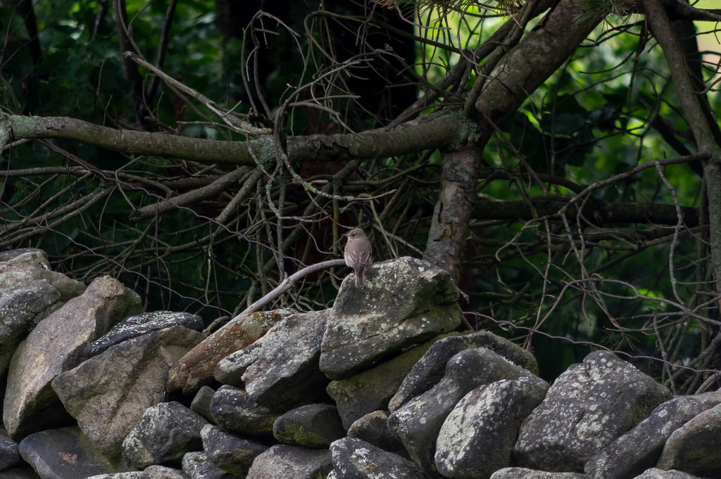 Spotted flycatcher