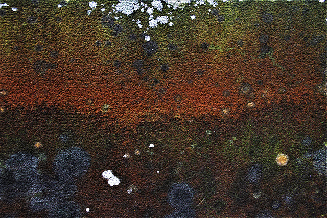 Lichen Abstracted