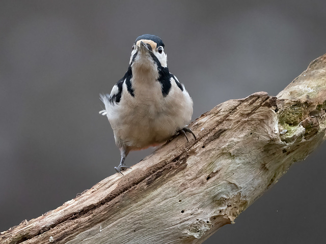 Vogelbeobachtung-15