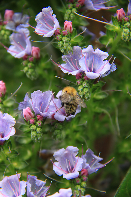 Bee feeding