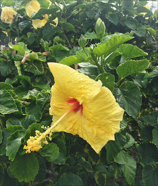 Hibiscus