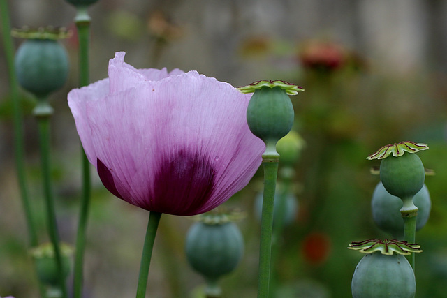 coquelicots ...... avec ou sans leurs petits chapeaux .