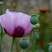 coquelicots ...... avec ou sans leurs petits chapeaux .