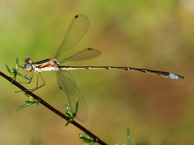 Small Spreadwing m (Lestes virens virens) DSB 1356