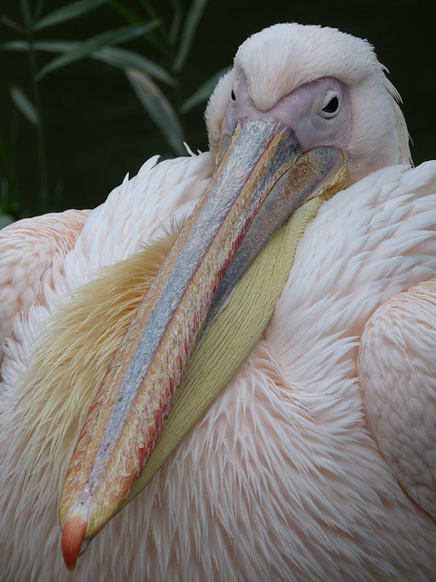 Eastern White Pelican (R3) - 16 October 2015