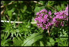 Crucianella stylosa -Phuopsis stylosa (4)