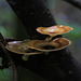 Rainforest Cups