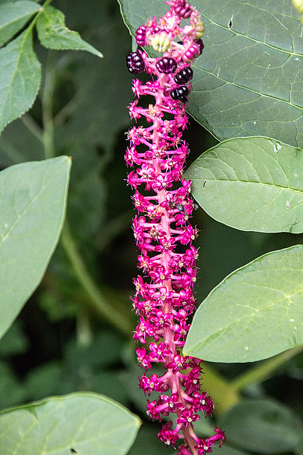 20160811 2122VRAw [D~RI] Indische Kermesbeere (Phytolacca acinosa), Rinteln