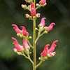 Red Birds in a Tree plant