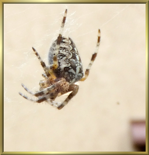 Kreuzspinne. (Araneus) ©UdoSm