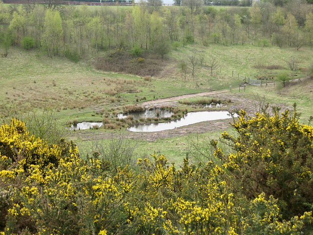 Maturing area of wetland near the Pit Mound
