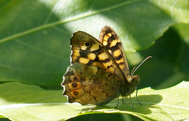 Bain de soleil pour le Tircis !