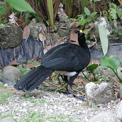 Great Curassow (male)