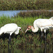 Day 3, rare female Whooping Crane (Mom) and colt