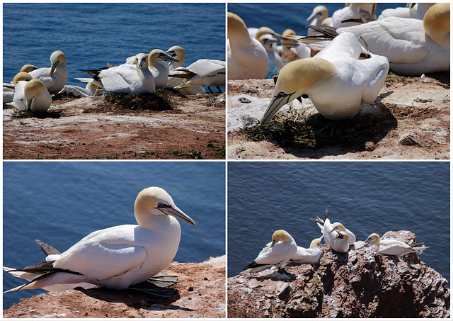 Birds on the Rocks