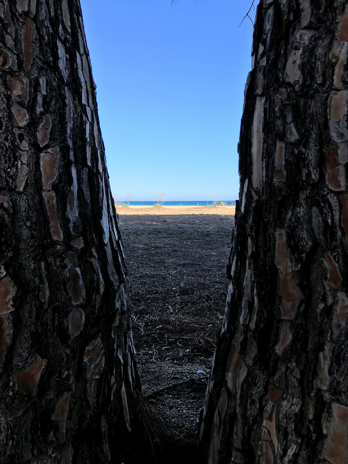 Pinus pinea