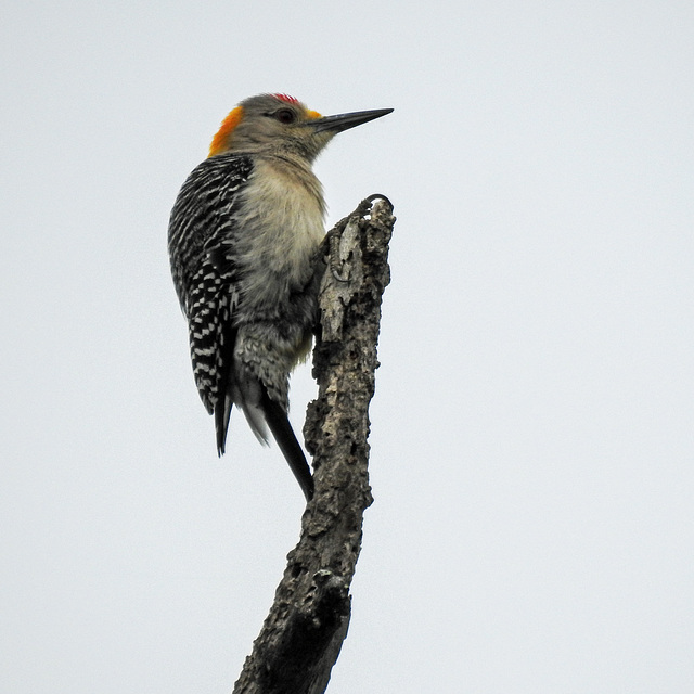 Day 8, Golden-fronted Woodpecker Day 8, Golden-fronted Woodpecker