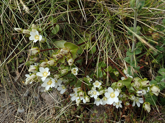 Saxifrage in the Simien Mountains