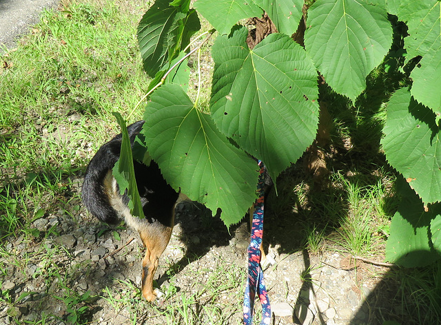 The size of Basswood leaves along the trail.