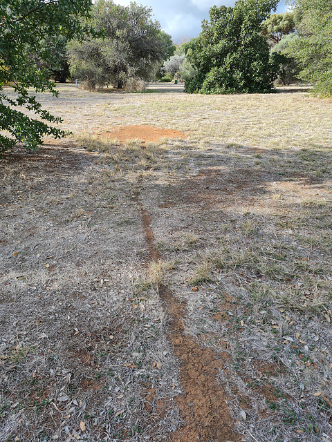 The ant nest and trail