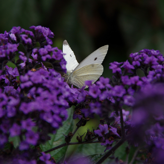 Small White on Heliotrope