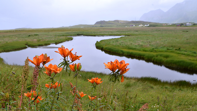 Lilies.