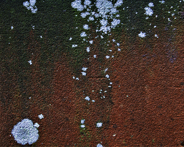 Lichen Abstracted