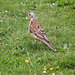 Pale Thrush