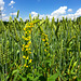 Königskerze (Verbascum)