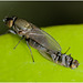 IMG 9522 Upside down flies mating