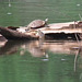 Painted turtles getting together