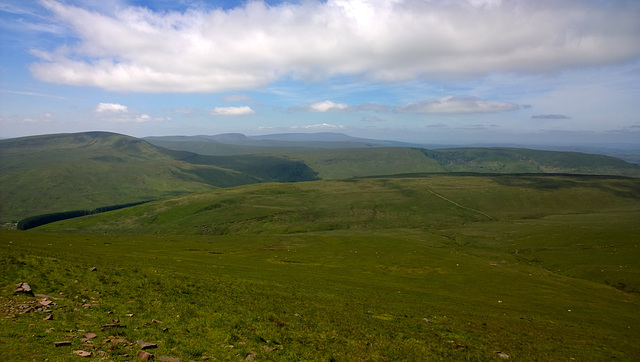 View across the tops