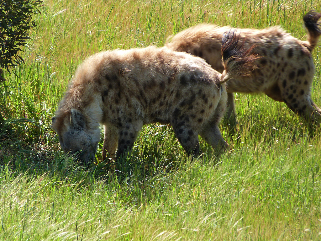 african hunting dogs