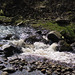 Shelf Brook