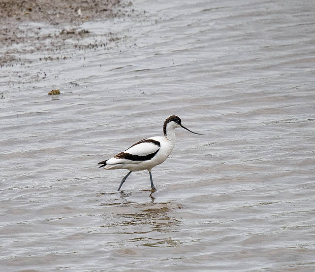 Avocet