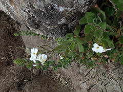 Rock-cress species in the Simien Mountains
