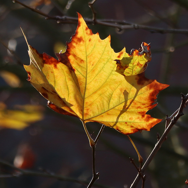 Golden Leave