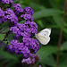 Small White on Heliotrope