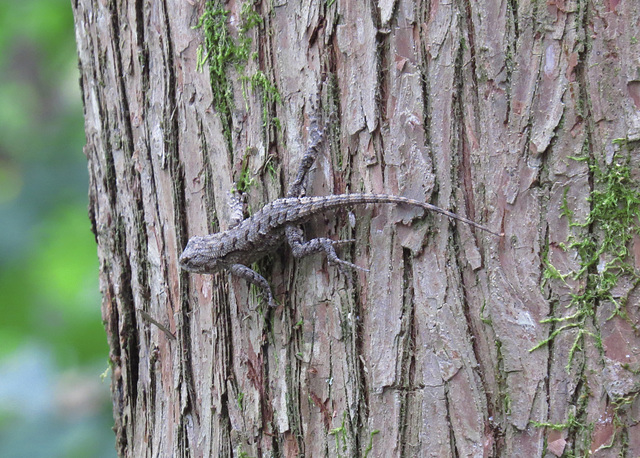 Fence lizard