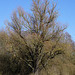 MächtigeWeide (Salix fragilis)